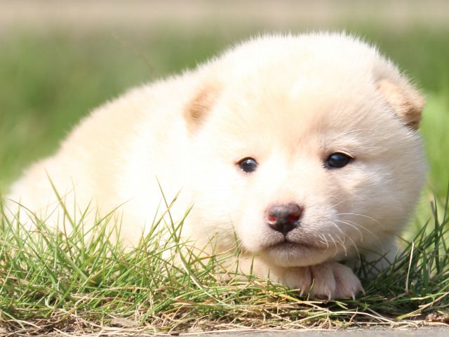 IMG_3062-shiba-puppy IMG_3062-shiba-puppy