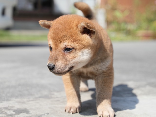 IMG_3071-shiba-puppy IMG_3071-shiba-puppy