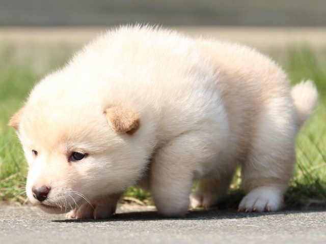IMG_3073-shiba-puppy IMG_3073-shiba-puppy