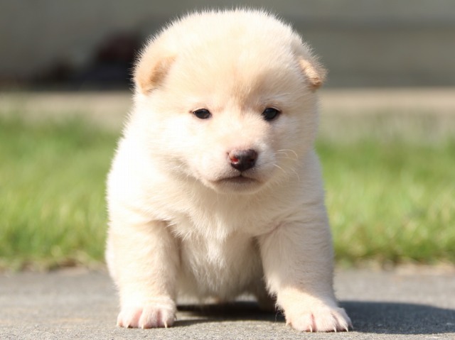 IMG_3079-shiba-puppy IMG_3079-shiba-puppy