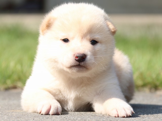 IMG_3084-shiba-puppy IMG_3084-shiba-puppy