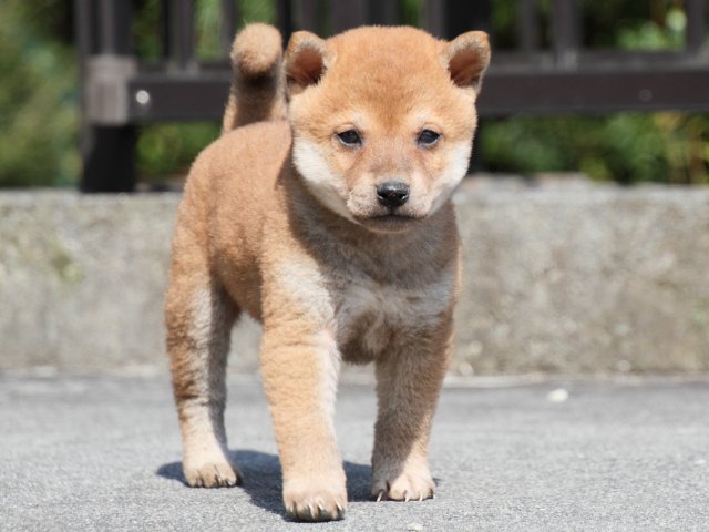 IMG_3087-shiba-puppy IMG_3087-shiba-puppy