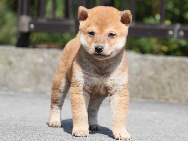 IMG_3089-shiba-puppy IMG_3089-shiba-puppy