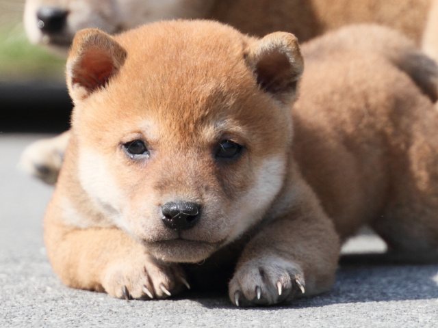 IMG_3099-shiba-puppy IMG_3099-shiba-puppy