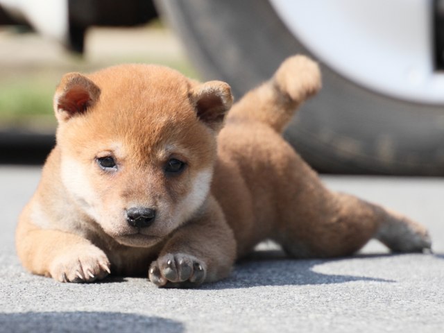 IMG_3107-shiba-puppy IMG_3107-shiba-puppy
