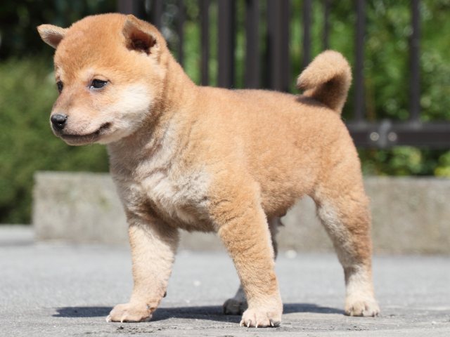 IMG_3136-shiba-puppy IMG_3136-shiba-puppy