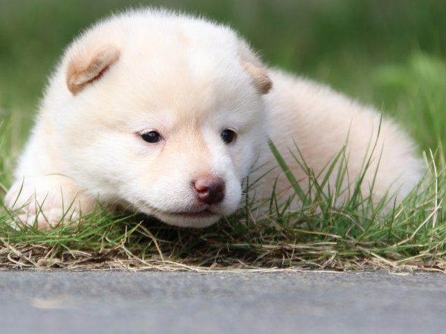 IMG_3144-shiba-puppy IMG_3144-shiba-puppy