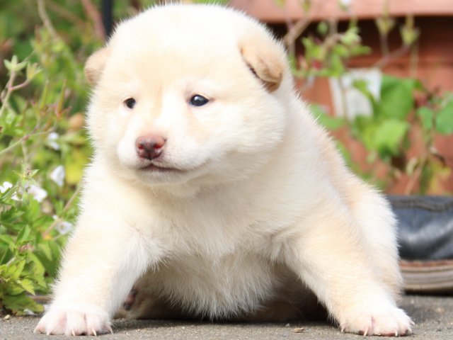 IMG_3149-shiba-puppy IMG_3149-shiba-puppy