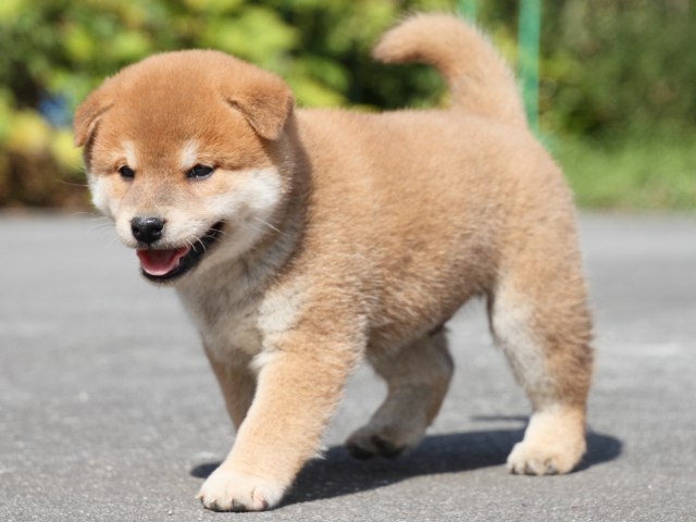 IMG_3151-shiba-puppy IMG_3151-shiba-puppy