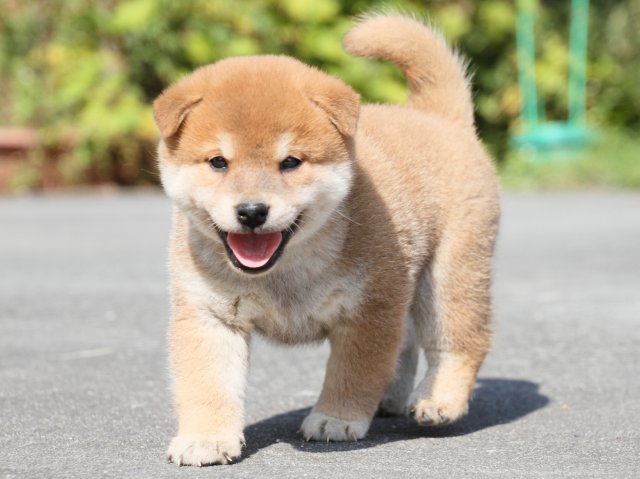 IMG_3152-shiba-puppy IMG_3152-shiba-puppy