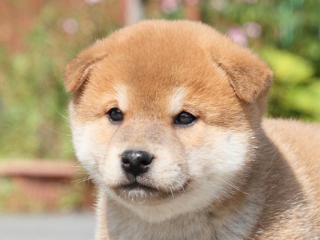 IMG_3158-shiba-puppy IMG_3158-shiba-puppy