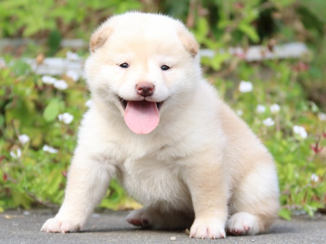 IMG_3168-shiba-puppy IMG_3168-shiba-puppy