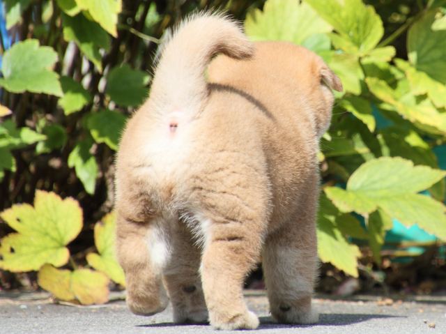 IMG_3168-shiba-puppy IMG_3168-shiba-puppy