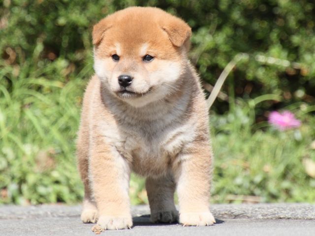 IMG_3170-shiba-puppy IMG_3170-shiba-puppy