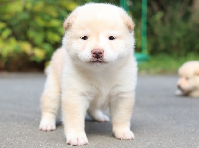 IMG_3182-shiba-puppy IMG_3182-shiba-puppy