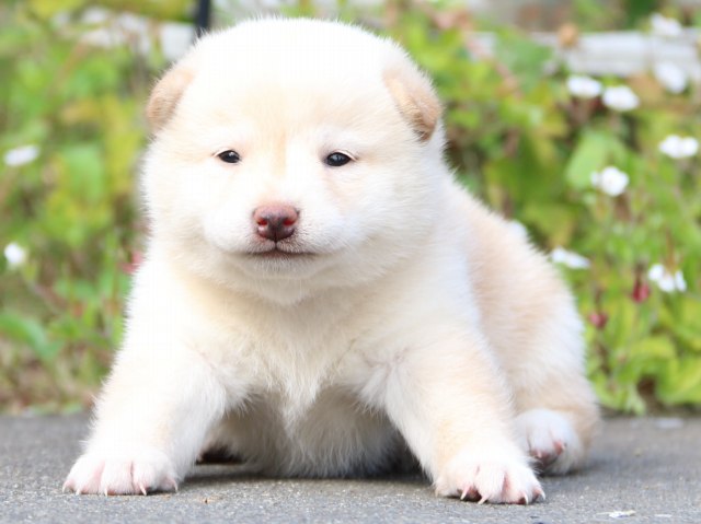 IMG_3194-shiba-puppy IMG_3194-shiba-puppy