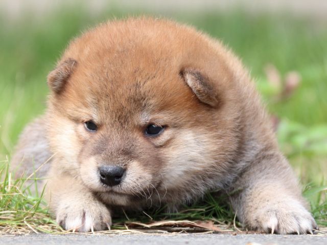 IMG_3208-shiba-puppy IMG_3208-shiba-puppy