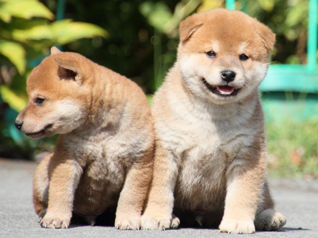 IMG_3209-shiba-puppy IMG_3209-shiba-puppy