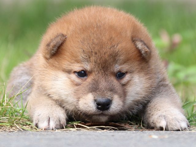 IMG_3214-shiba-puppy IMG_3214-shiba-puppy