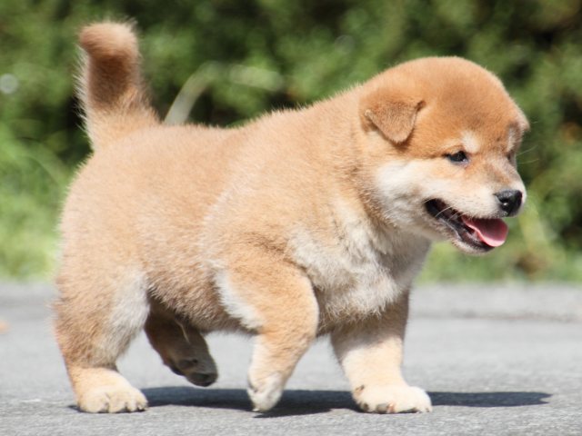IMG_3216-shiba-puppy IMG_3216-shiba-puppy