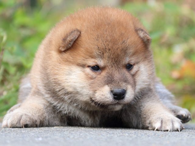 IMG_3225-shiba-puppy IMG_3225-shiba-puppy