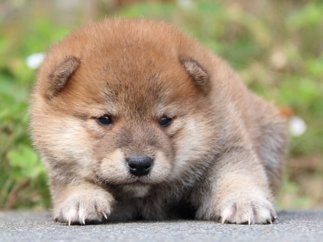 IMG_3230-shiba-puppy IMG_3230-shiba-puppy