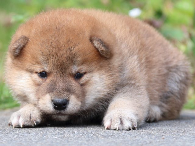 IMG_3244-shiba-puppy IMG_3244-shiba-puppy