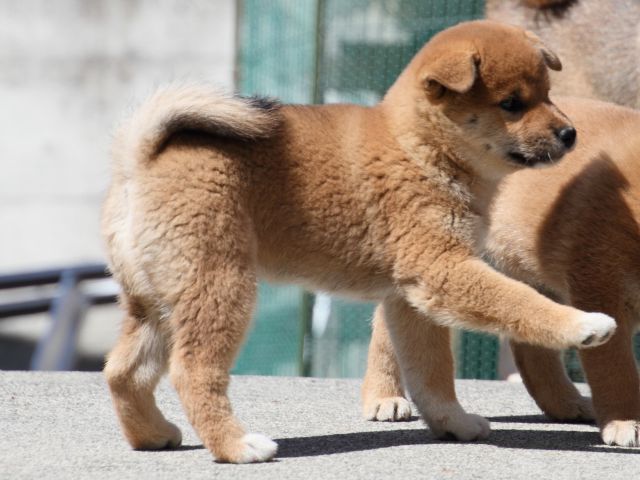 IMG_3246-shiba-puppy IMG_3246-shiba-puppy