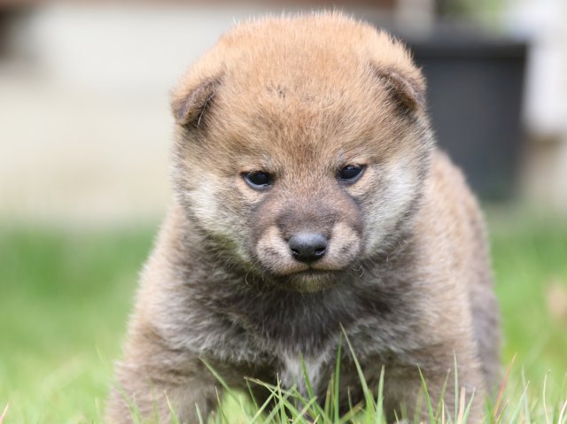 IMG_3254-shiba-puppy IMG_3254-shiba-puppy