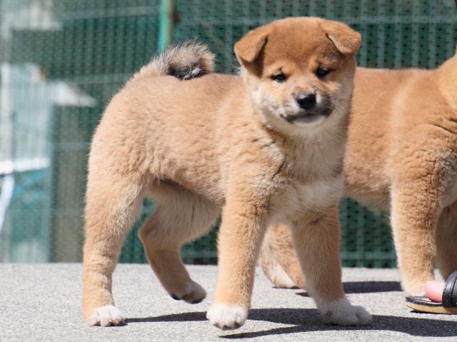 IMG_3255-shiba-puppy IMG_3255-shiba-puppy
