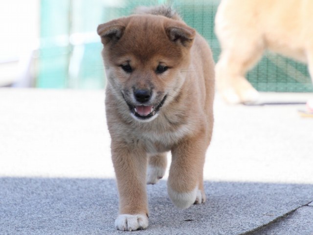 IMG_3262-shiba-puppy IMG_3262-shiba-puppy