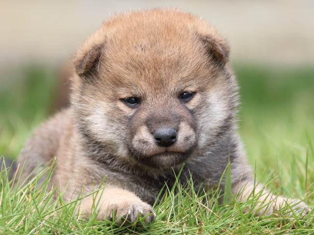 IMG_3268-shiba-puppy IMG_3268-shiba-puppy