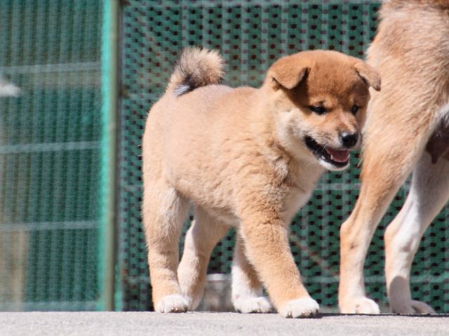 IMG_3285-shiba-puppy IMG_3285-shiba-puppy