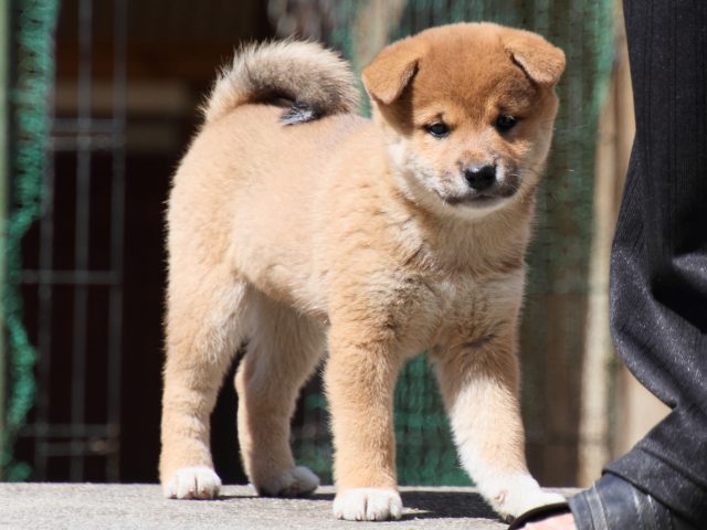 IMG_3292-shiba-puppy IMG_3292-shiba-puppy