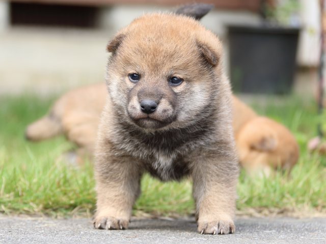 IMG_3304-shiba-puppy IMG_3304-shiba-puppy