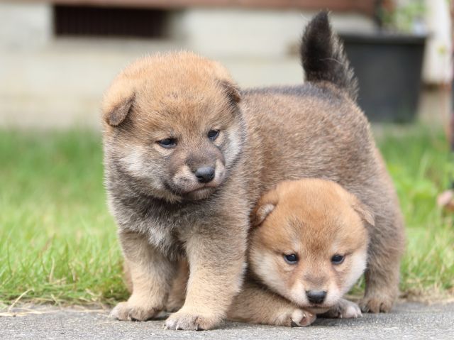 IMG_3321-shiba-puppy IMG_3321-shiba-puppy