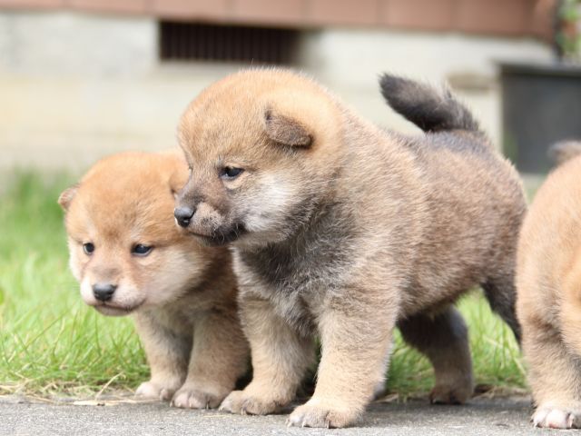 IMG_3323-shiba-puppy IMG_3323-shiba-puppy