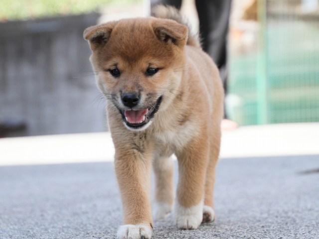 IMG_3330-shiba-puppy IMG_3330-shiba-puppy