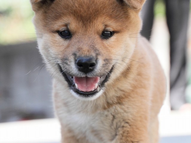 IMG_3333-shiba-puppy IMG_3333-shiba-puppy