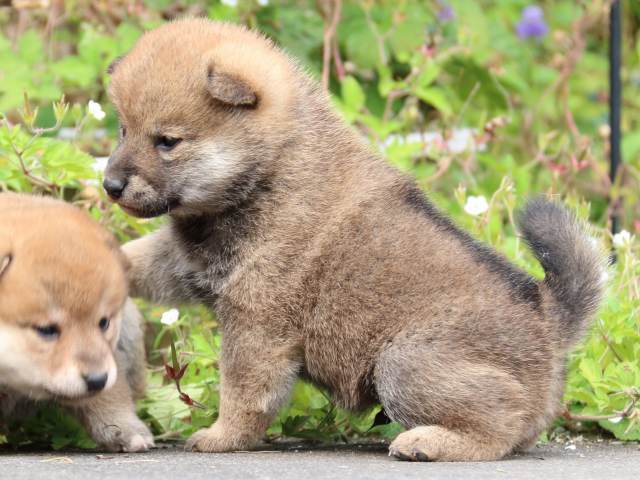 IMG_3337-shiba-puppy IMG_3337-shiba-puppy