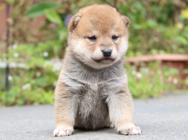 IMG_3358-shiba-puppy IMG_3358-shiba-puppy