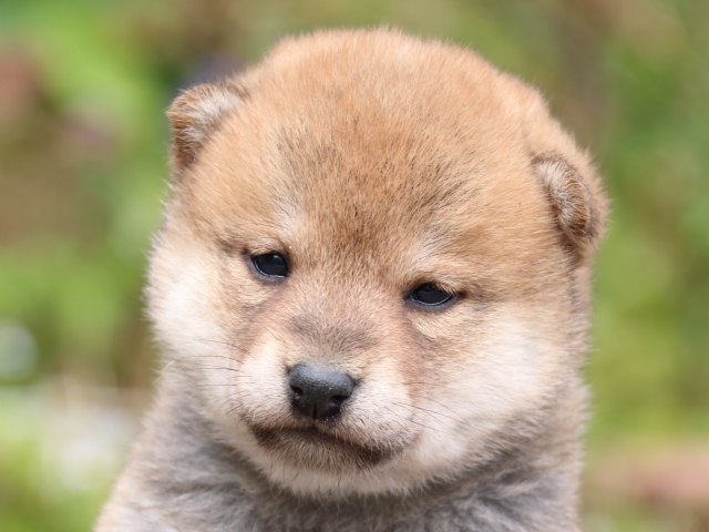 IMG_3362-shiba-puppy IMG_3362-shiba-puppy