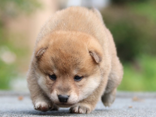 IMG_3377-shiba-puppy IMG_3377-shiba-puppy