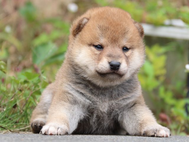 IMG_3388-shiba-puppy IMG_3388-shiba-puppy