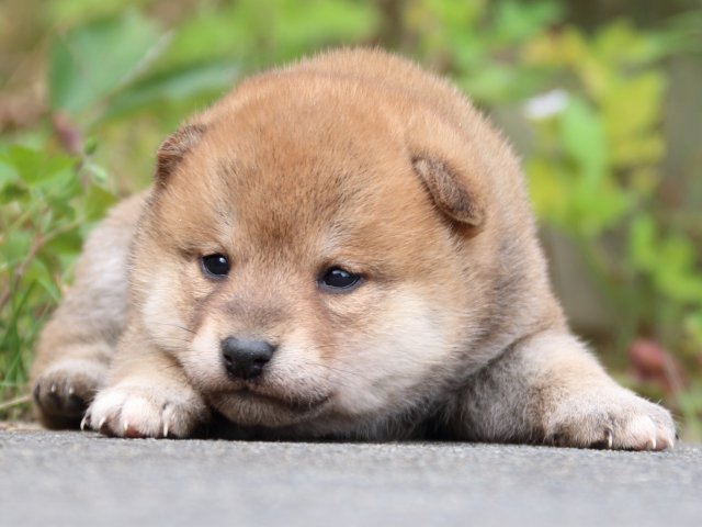 IMG_3391-shiba-puppy IMG_3391-shiba-puppy