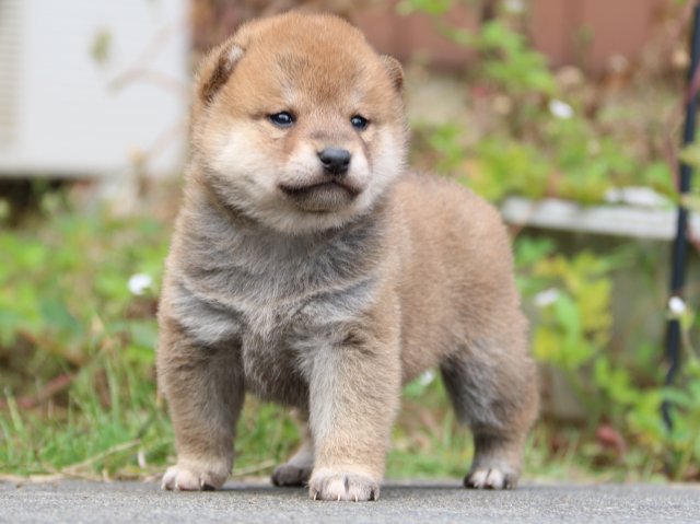 IMG_3395-shiba-puppy IMG_3395-shiba-puppy