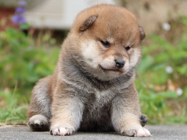 IMG_3413-shiba-puppy IMG_3413-shiba-puppy