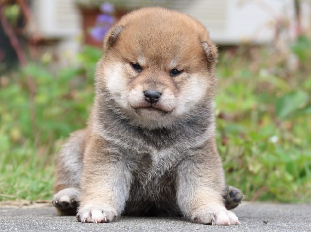 IMG_3417-shiba-puppy IMG_3417-shiba-puppy