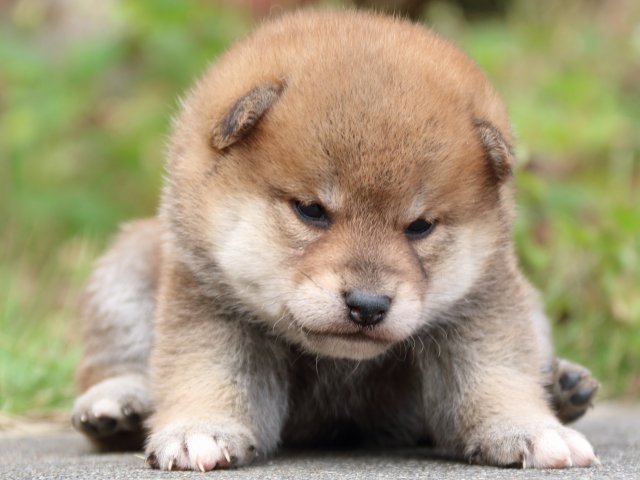 IMG_3423-shiba-puppy IMG_3423-shiba-puppy