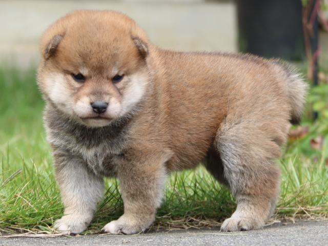 IMG_3447-shiba-puppy IMG_3447-shiba-puppy